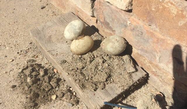 „Zemsta murarza” czyli ponad 100-letnie jaja na Strzeleckiej