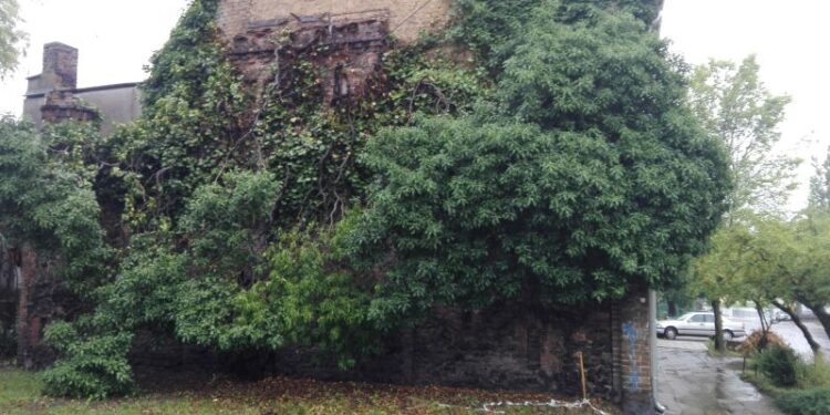 Konkurs o gorzowskich pomnikach przyrody