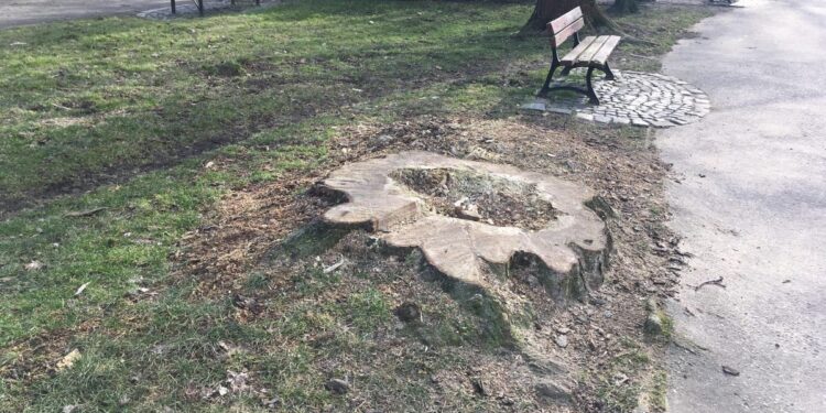 Kasztanowce w parku Róż poszły pod topór