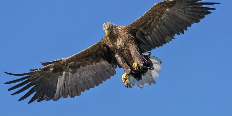 Bieliki rozpoczęły toki