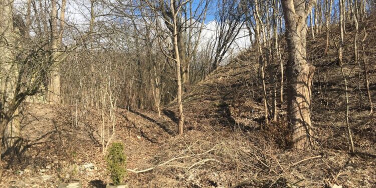 Dzik zaatakował przy ul. Ptasiej