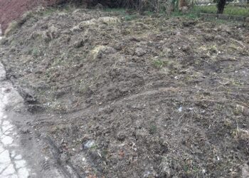 Sprawa dzików w mieście trafiła do sądu