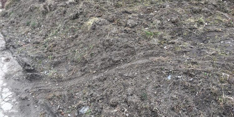 Sprawa dzików w mieście trafiła do sądu