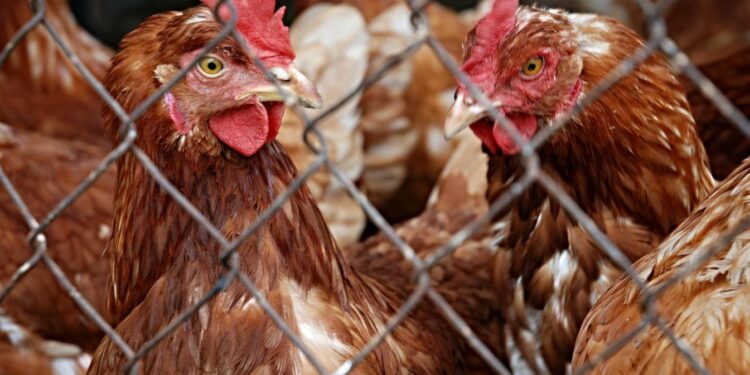 NIK: 80 proc. lubuskich hodowców stosuje antybiotyki