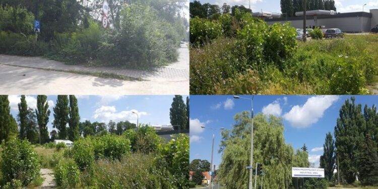 W tym roku Gorzów nie zarośnie?