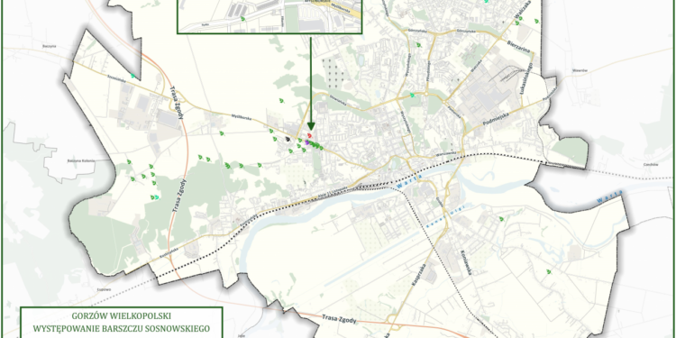 Walczą z niebezpieczną rośliną