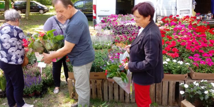 Tłumy na wiosennym kiermaszu ogrodniczym w Zieleńcu