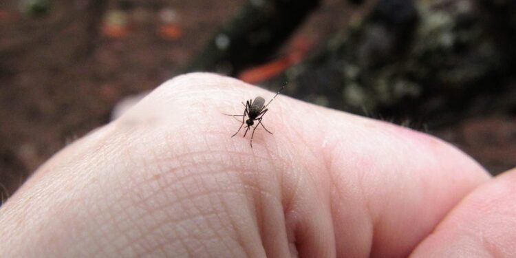 Dodatkowych oprysków na razie nie będzie