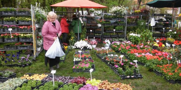 Wiosenny kiermasz ogrodniczy w Zieleńcu