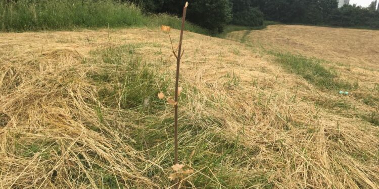 Skoszono kilkadziesiąt drzew posadzonych przez mieszkańców!