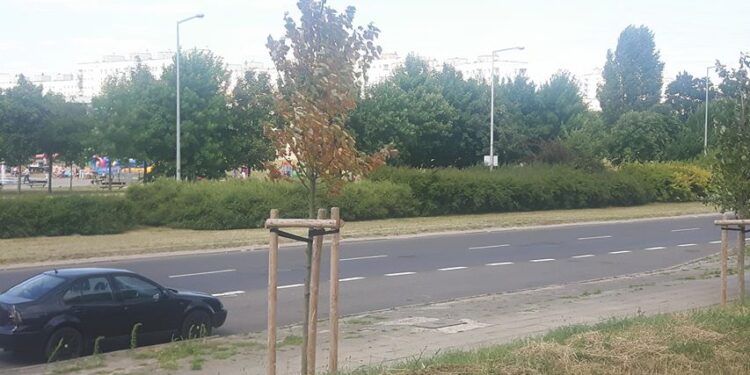 Słuchaczka: te drzewa usychają