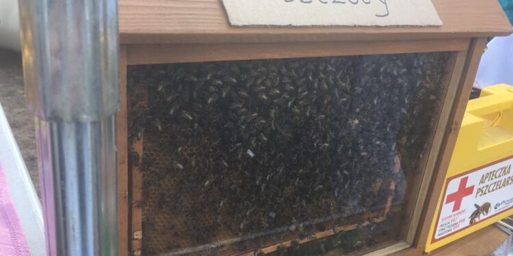 Animalia w ramach Końca Lata Party