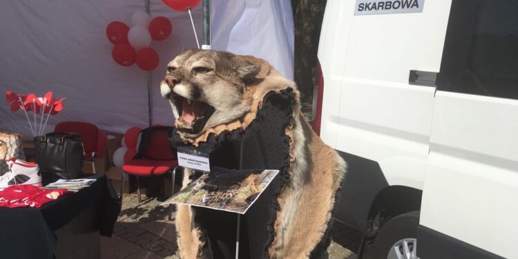 Celnicy pokazali co przywozimy z wakacji