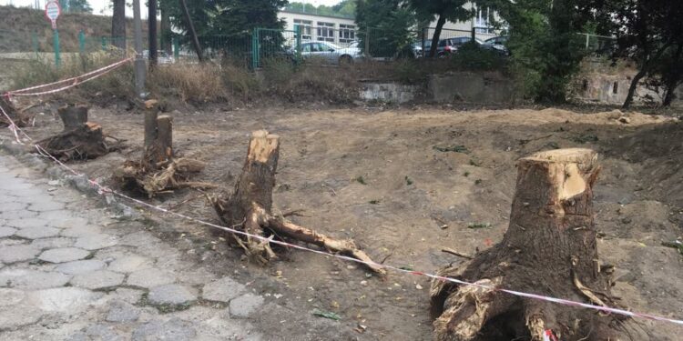 Wycięli stare drzewa, teraz posadzą młode