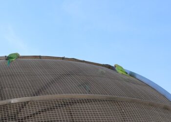 Uszkodzona woliera i ptaki na wolności