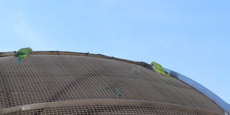 Uszkodzona woliera i ptaki na wolności