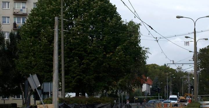 Zielony zespół pyta o drzewa przy Myśliborskiej i Pomorskiej
