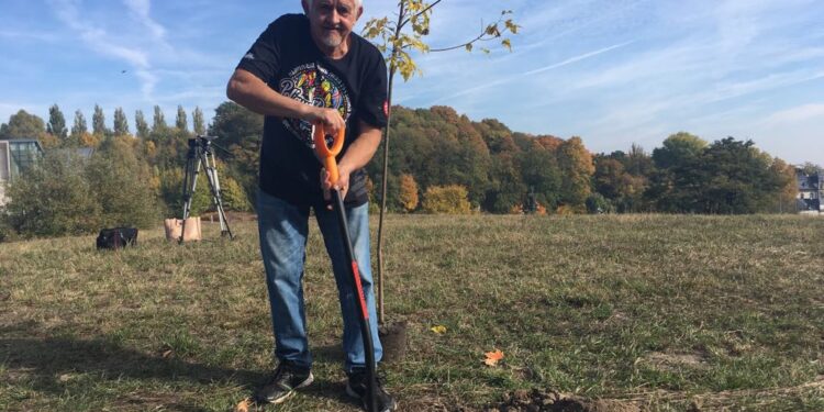 Drzewka znów rosną za filharmonią