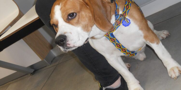 autor: Piotr Wiśniewski