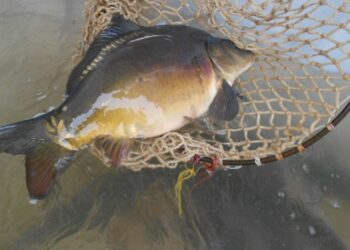 Mimo że drożej, karp musi być