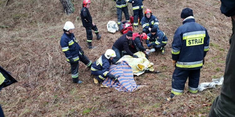 Samica żubra uratowana przez strażaków i przyrodników