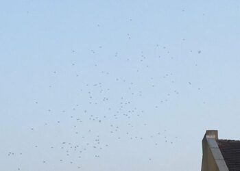 Wkrótce ruszą opryski przeciwko meszkom i komarom