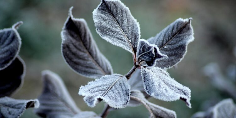 Uwaga! W nocy przymrozi