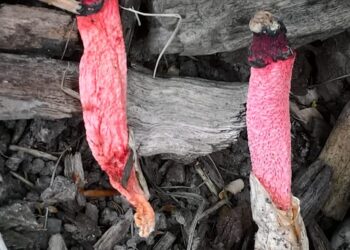 Coraz więcej obcych grzybów w polskich lasach [FILM]