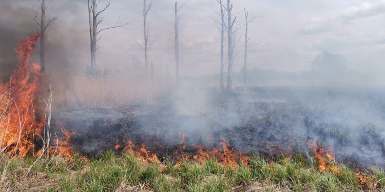 Pożar traw w Motylewie