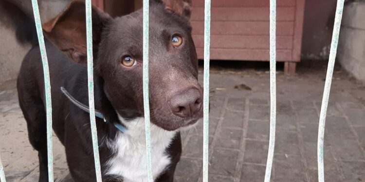 „Azorki’ zapraszają do wirtualnej adopcji