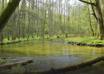 Wiosna to szczyt aktywności kleszczy [VIDEO]