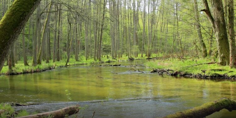 Wiosna to szczyt aktywności kleszczy [VIDEO]