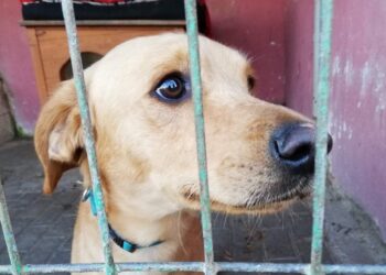 „Azorki’ zapraszają do wirtualnej adopcji