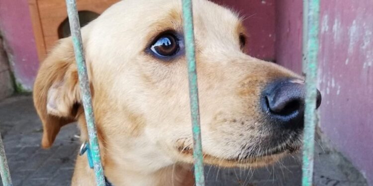 „Azorki’ zapraszają do wirtualnej adopcji