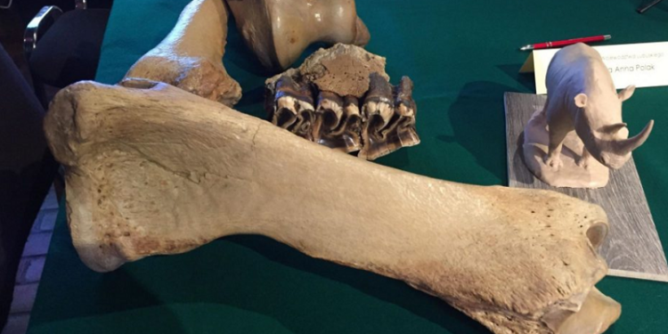 Sesja naukowa i piknik o gorzowskiej Stefanii