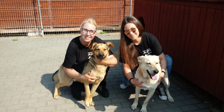 Odwiedź psiaki w schronisku!