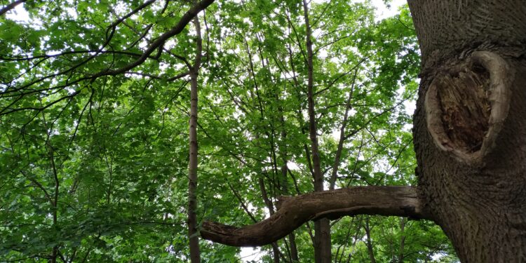 autor: P.Wiśniewski