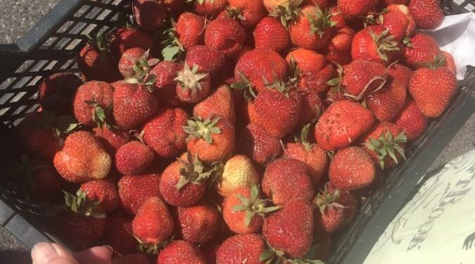 Na rynku sezon na nowalijki