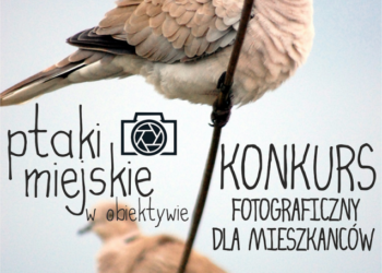 Zrób zdjęcie miejskim ptakom