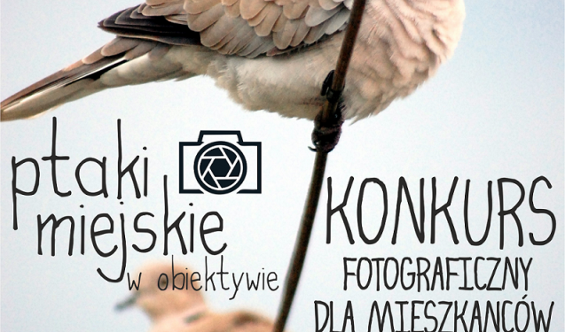 Zrób zdjęcie miejskim ptakom