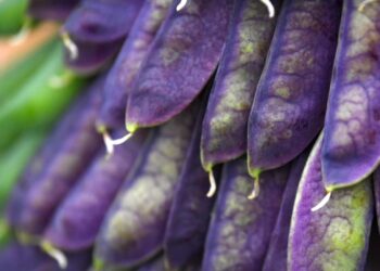 Rośliny strączkowe wspomagają odchudzanie