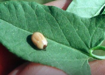 Kiedy podejrzewać boreliozę? [WIDEO]