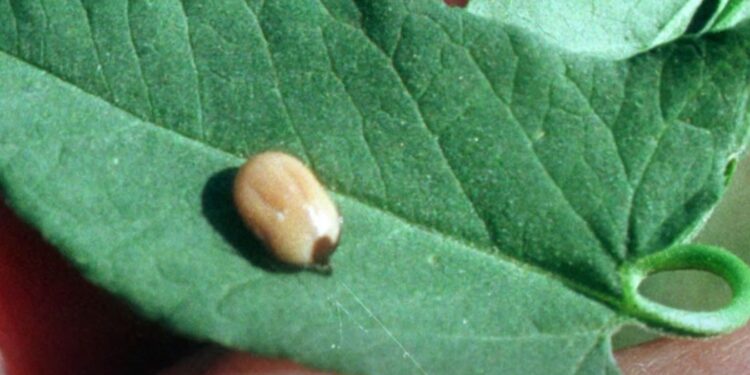 Kiedy podejrzewać boreliozę? [WIDEO]