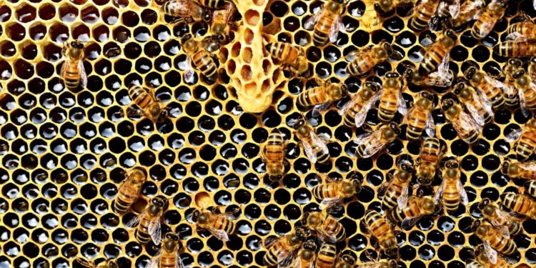Miód – płynne złoto dla zdrowia i urody