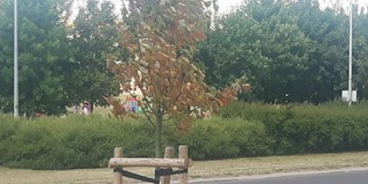 Będą nowe drzewa, ale czy przetrwają upały?