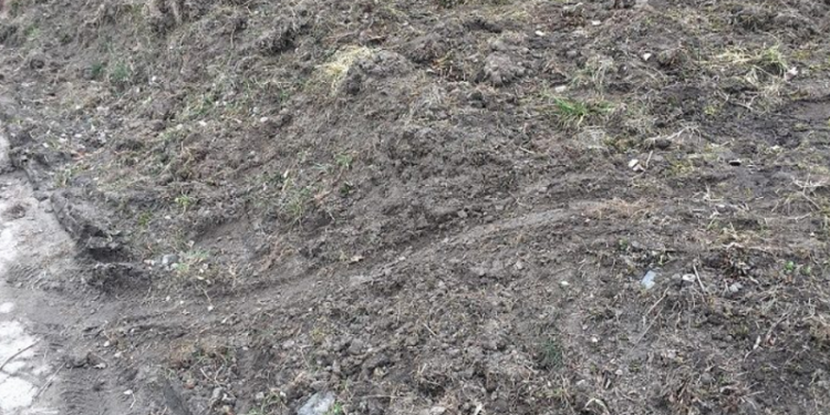 Problem dzików w mieście wraca