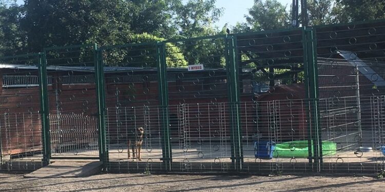 Schronisko prosi o pomoc