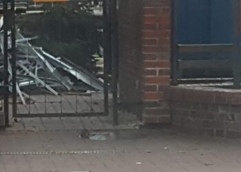 W oczekiwaniu na jesienną deratyzację