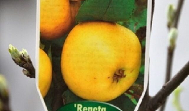 Reneta Landsberska na rynku