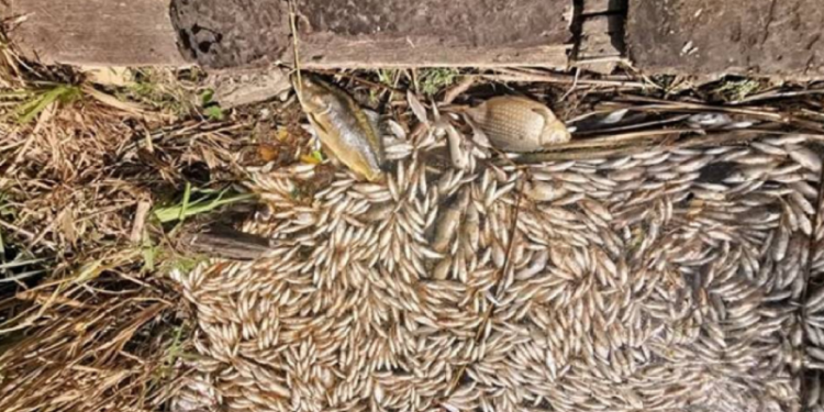 Przyducha zabiła tysiące ryb w wojcieszyckim jeziorze